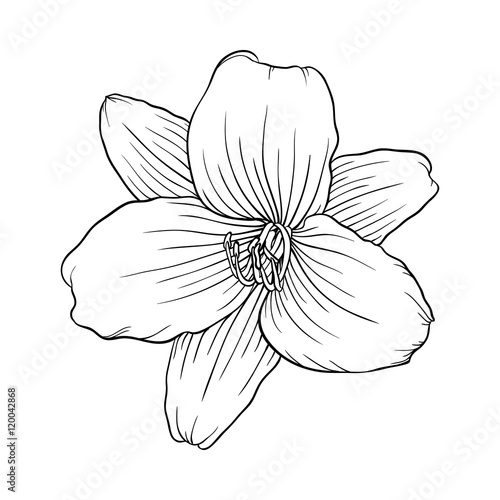 black and white lily isolated on white background.