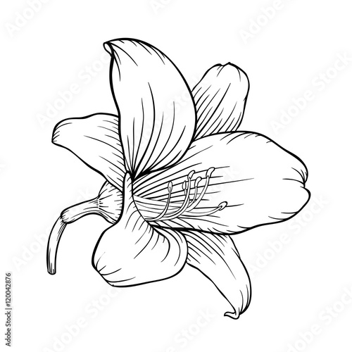 Fototapeta Naklejka Na Ścianę i Meble -  black and white lily isolated on white background.