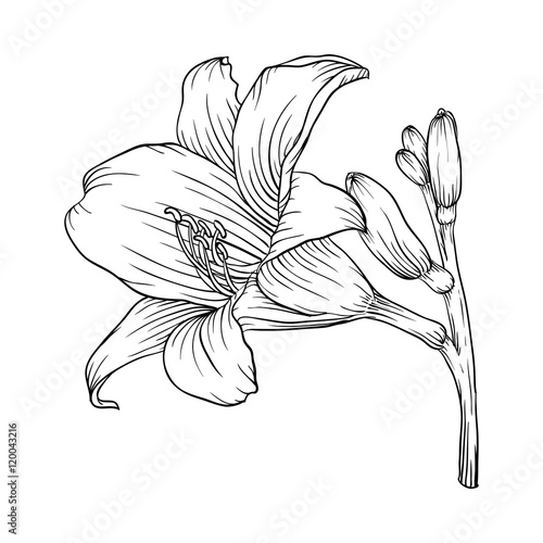 Fototapeta Naklejka Na Ścianę i Meble -  black and white lily isolated on white background.
