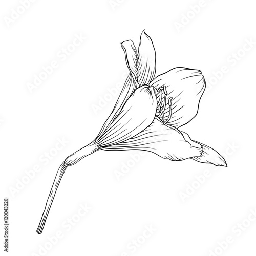 Fototapeta Naklejka Na Ścianę i Meble -  black and white lily isolated on white background.