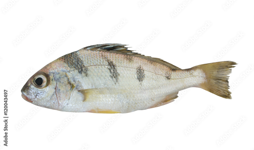 Saddle grunt fish isolated on white background, Pomadasys maculatus Saddle grunt fish isolated on white background, Pomadasys maculatus