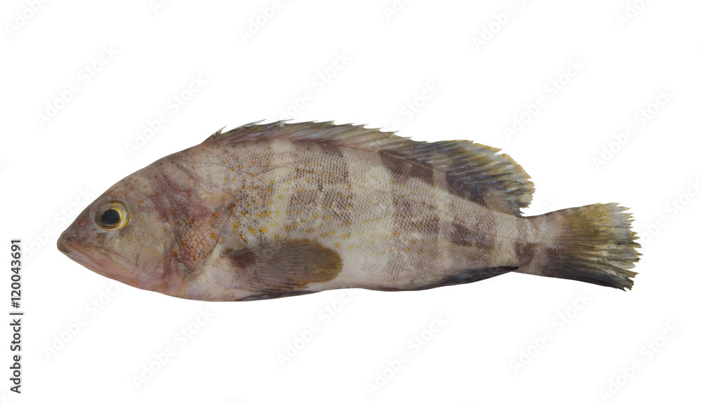 Banded grouper fish isolated on white background, pinephenus amblycephalus Banded grouper fish isolated on white background, pinephenus amblycephalus