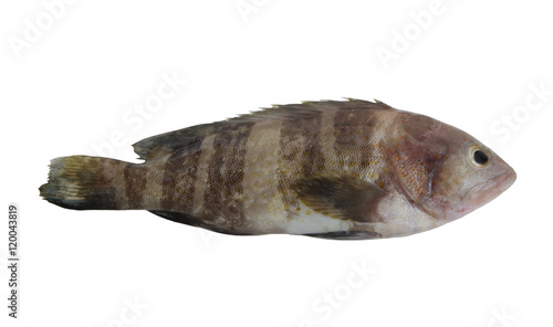 Banded grouper fish isolated on white background, pinephenus amblycephalus