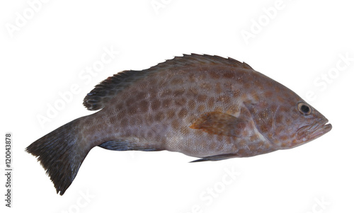 Areolate grouper fish isolated on white background, Epinephenus areolatus photo