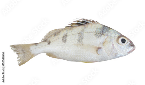Saddle grunt fish isolated on white background, Pomadasys maculatus