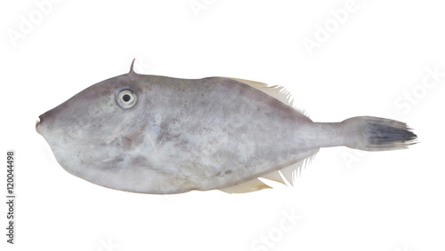 Unicorn leatherjacket fish isolated on white background, Aluter monoceros photo