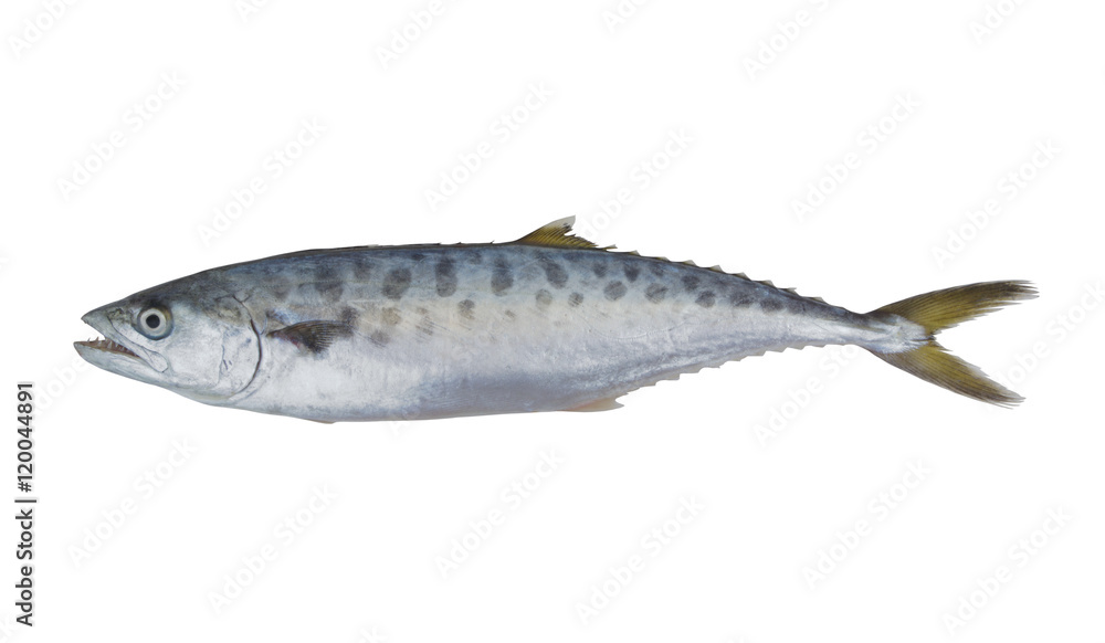 Doublespotted queenfish or talang isolated on the white background Doublespotted queenfish or talang isolated on the white background