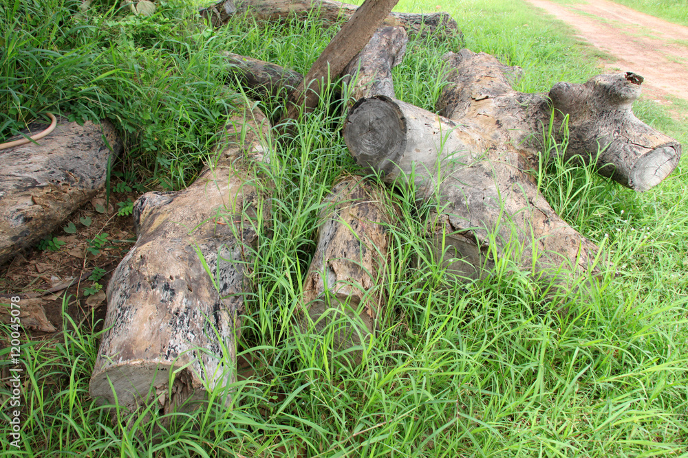 old log timber rotten wood on grass ground old log timber rotten wood on grass ground