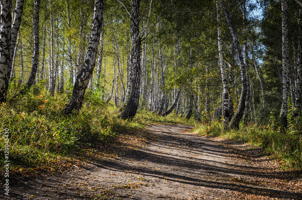 Obraz premium Autumn birch forest