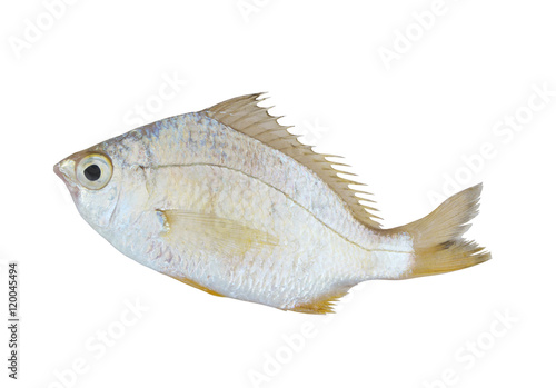 Whipfin silverbiddy fish isolated on white background, Gerres filamentosa photo