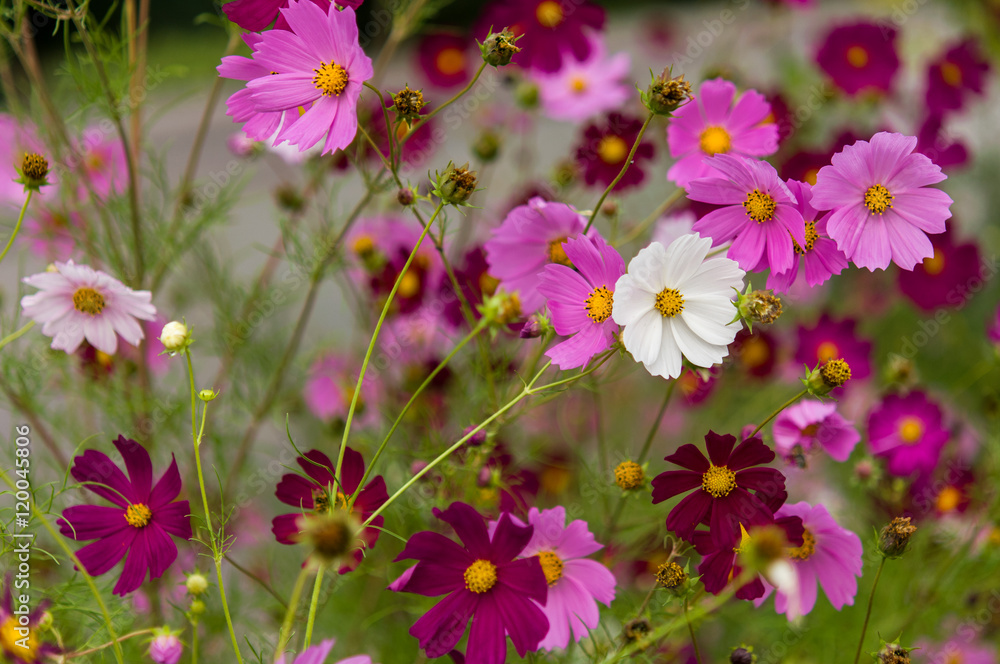 Cosmos flowers blooming in the garden Cosmos flowers blooming in the garden