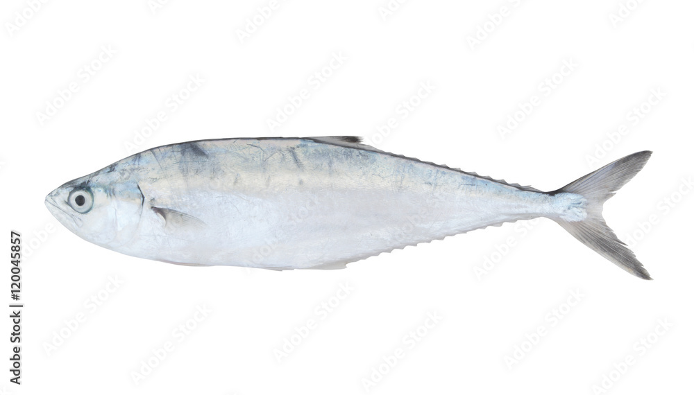 Queenfish isolated on white background Queenfish isolated on white background