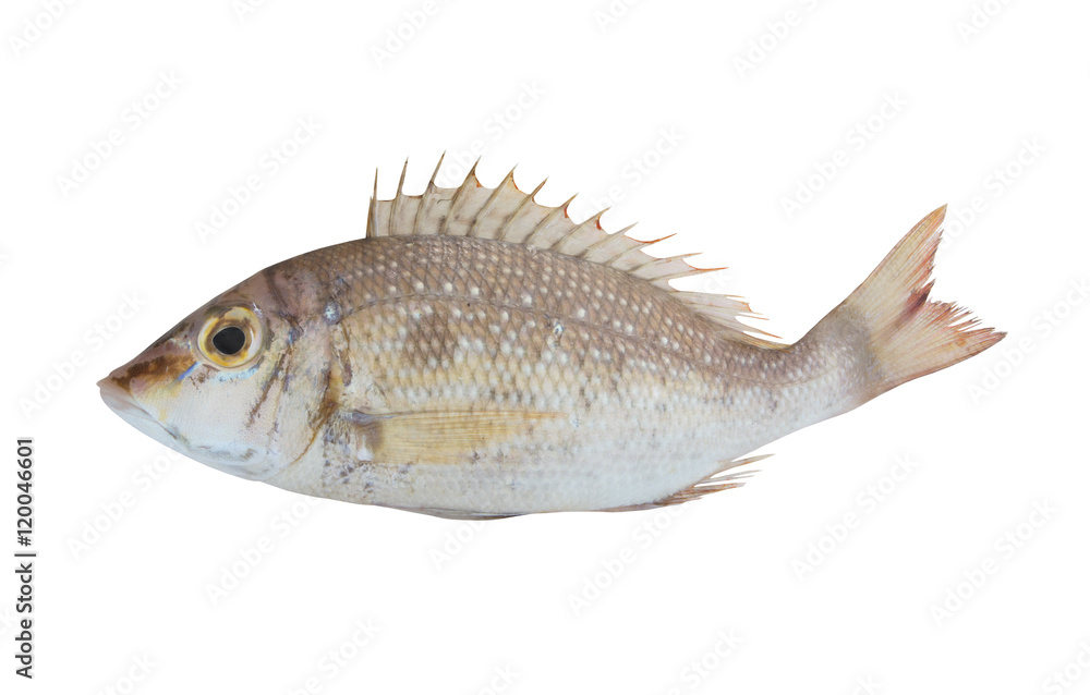 Emperor fish isolated on white background Emperor fish isolated on white background