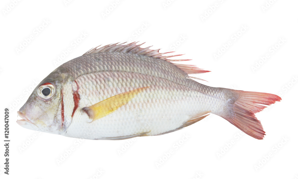 Pink ear emperor fish isolated on white background, Lethrinus lentjan Pink ear emperor fish isolated on white background, Lethrinus lentjan