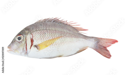 Pink ear emperor fish isolated on white background, Lethrinus lentjan