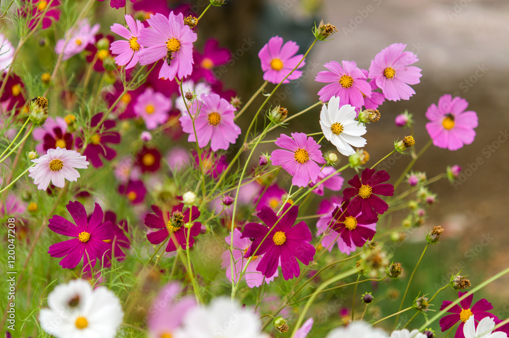 Cosmos flowers blooming in the garden Cosmos flowers blooming in the garden