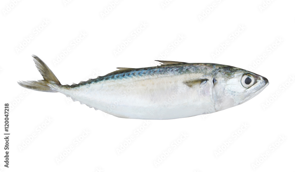 Chub mackerel fish isolated on the white background Chub mackerel fish isolated on the white background
