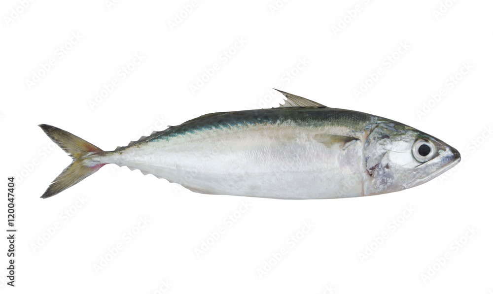 Chub mackerel fish isolated on the white background Chub mackerel fish isolated on the white background