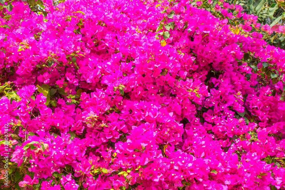 Fototapeta premium Pink bougainvillea in the morning.