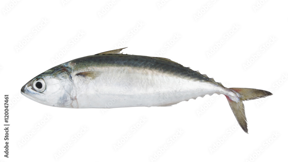 Chub mackerel fish isolated on the white background Chub mackerel fish isolated on the white background