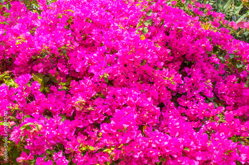 Pink bougainvillea in the morning.