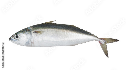 Chub mackerel fish isolated on the white background