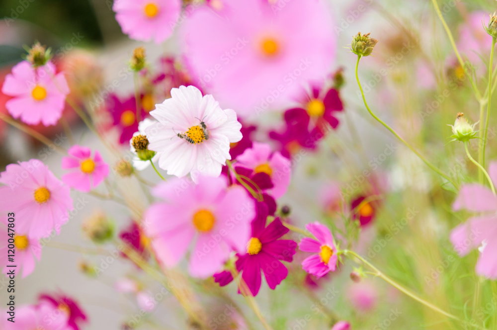 Cosmos flowers blooming in the garden