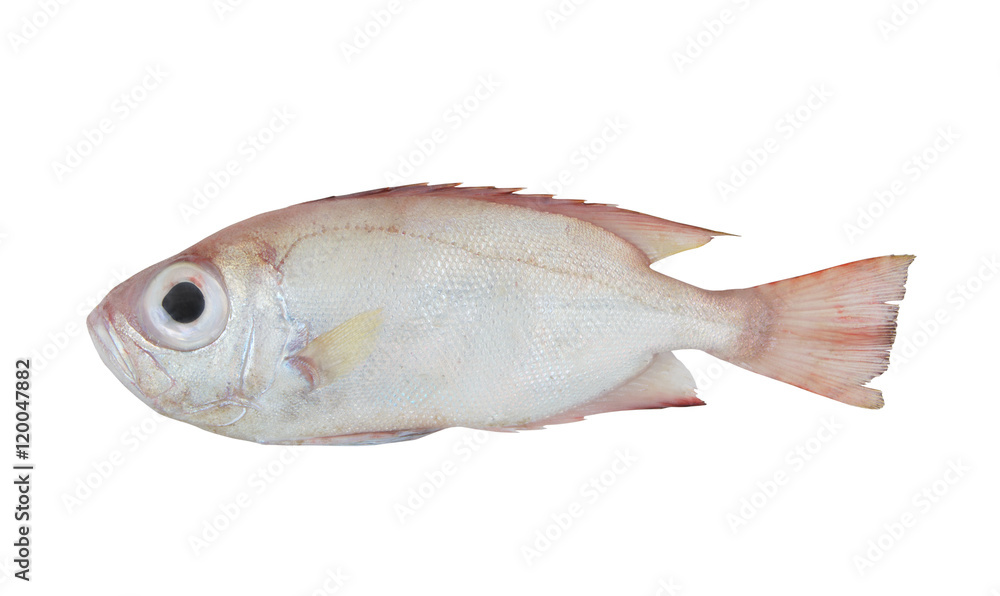 Red bigeye fish isolated on white background, Priacanthus macracanthus
