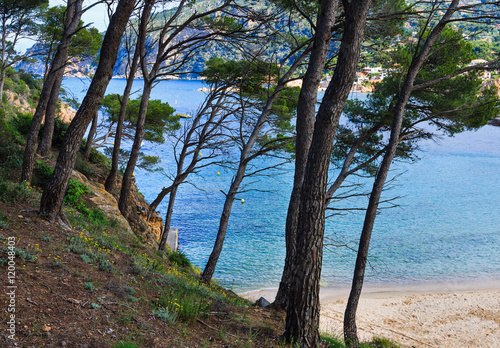 Fototapeta Naklejka Na Ścianę i Meble -  Pine trees above sea beach.