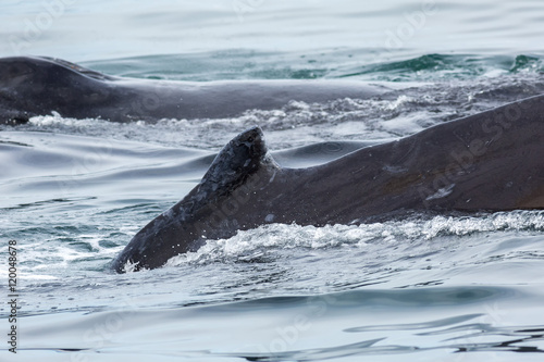 Couple humpback whales in Pacific Ocean. Water area near Kamchatka Peninsula.
