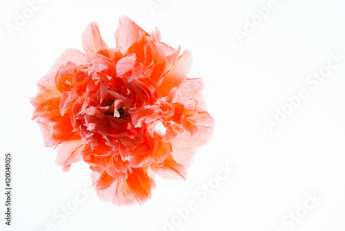 double poppy flower isolated