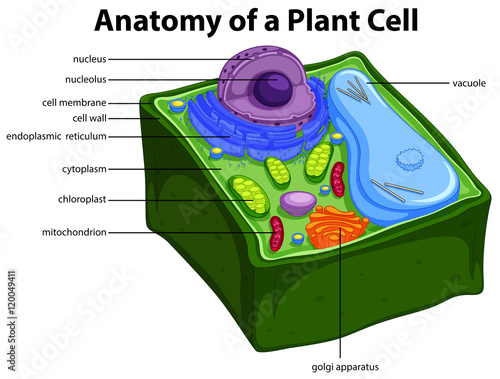 Diagram showing anatomy of plant cell