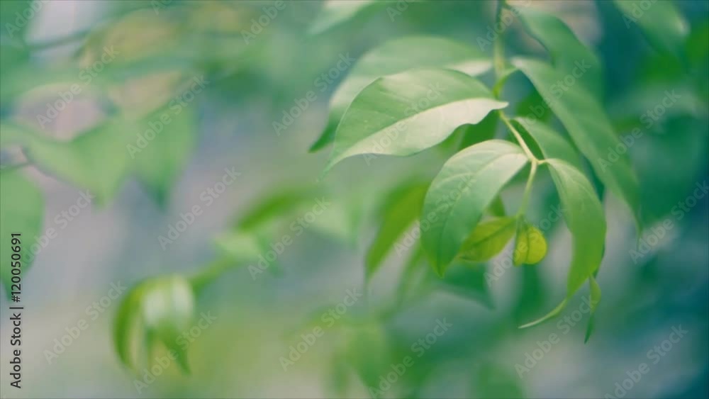 Close focus of Wrightia religiosa leaf swaying Close focus of Wrightia religiosa leaf swaying