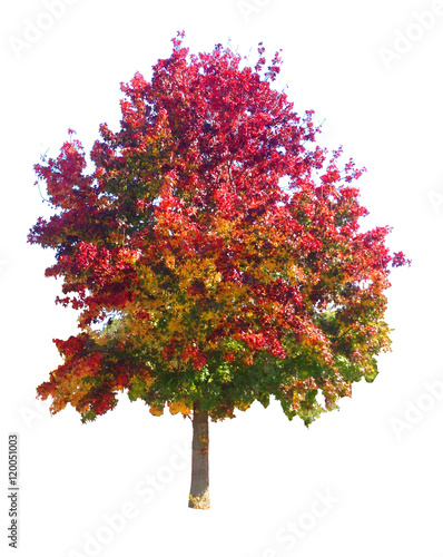 Fall Tree Clip Art