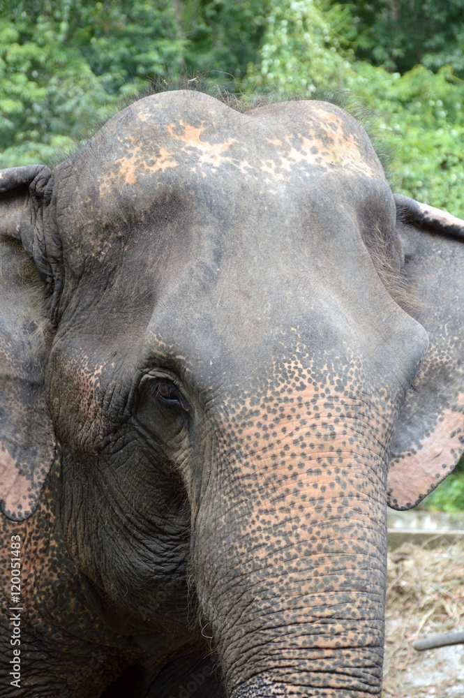 Obraz premium Elephant