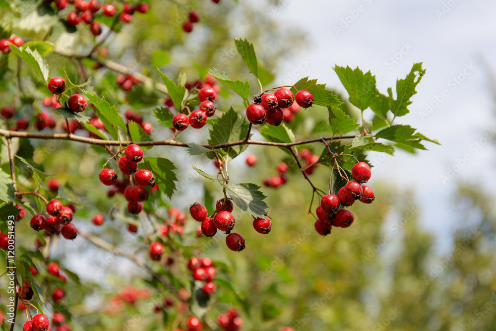 hawthorn branch with ripe berries hawthorn branch with ripe berries
