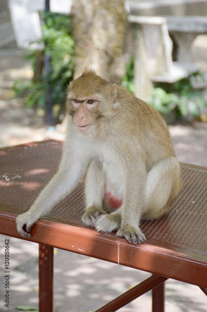 Obraz premium monkey in garden