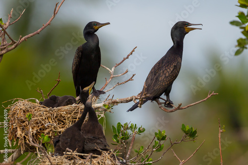 Family of Indian cormorant, Indian shag(Phalacrocorax fuscicollis)  in real nature at Samutsonkram, Thailand photo