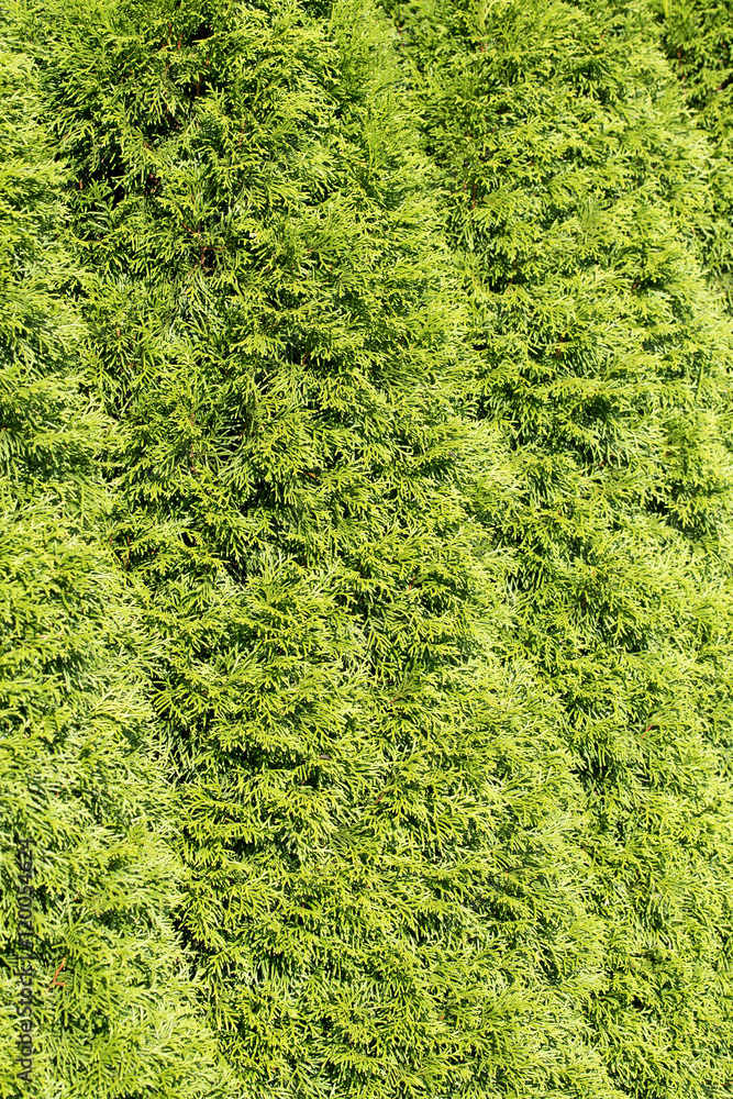 Lebensbaum, Thuja, Thuja occidentalis, Hecke Lebensbaum, Thuja, Thuja occidentalis, Hecke