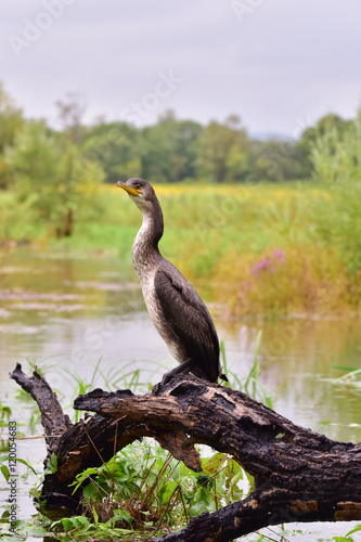 Foto Сormorant/A wild cormorant is resting on driftwood on the swollen river, after strong Typhoon