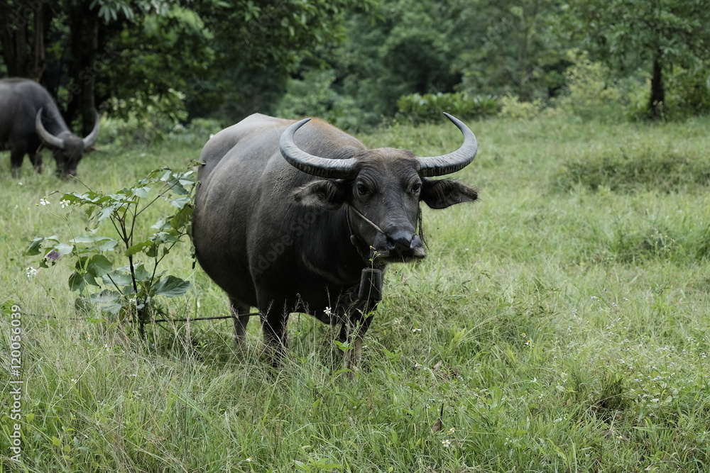 Asian buffalo on the meadow. Asian buffalo on the meadow.