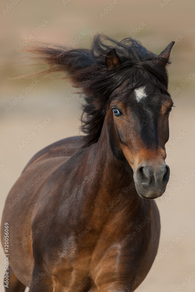 Beautiful bay pony with long mane run Beautiful bay pony with long mane run