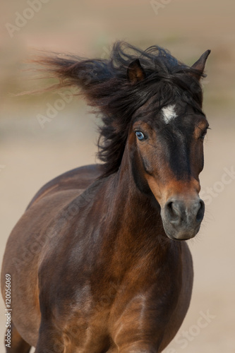 Beautiful bay pony with long mane run  © kwadrat70