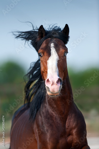 Beautiful bay horse with blue eyes close up portrait in motion