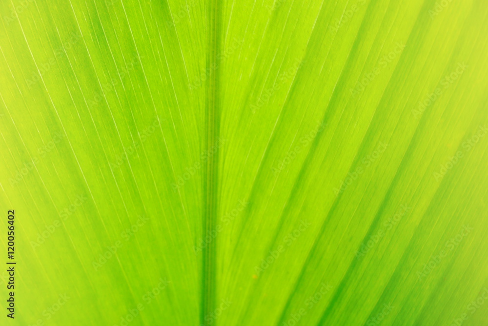green leaf texture selective focus nature blur background for ecology concept green leaf texture selective focus nature blur background for ecology concept