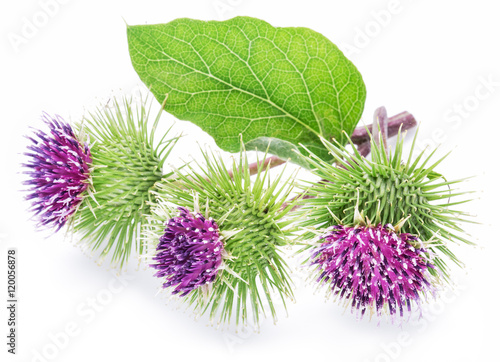 Foto Prickly heads of burdock flowers on a white background.