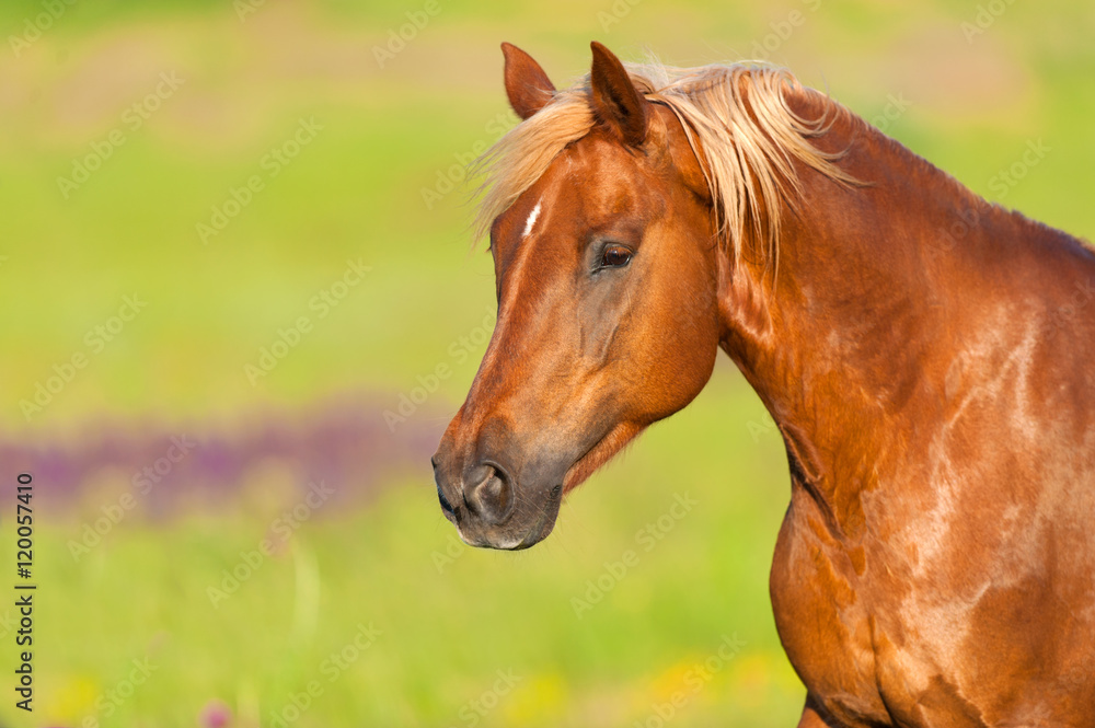 Obraz premium Beautiful red horse with long mane close up portrait in motion at summer day