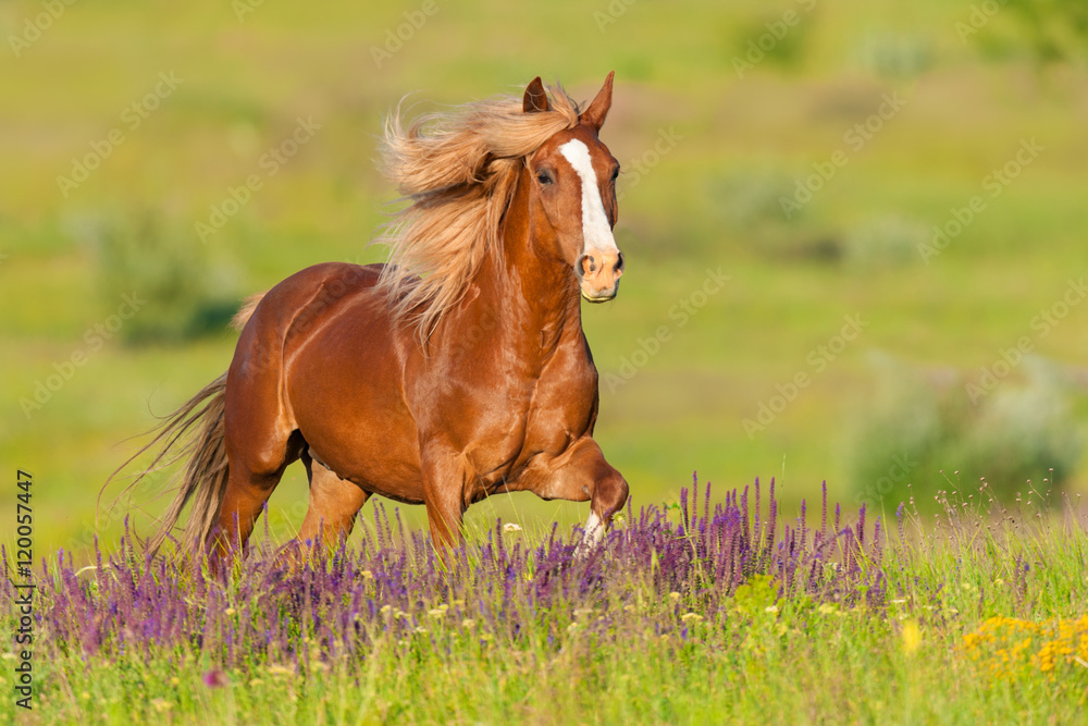 Naklejka premium Piękny czerwony koń z długą grzywą biegną w letni dzień w kwiaty