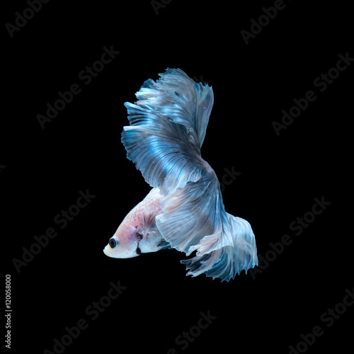 Blue betta fish