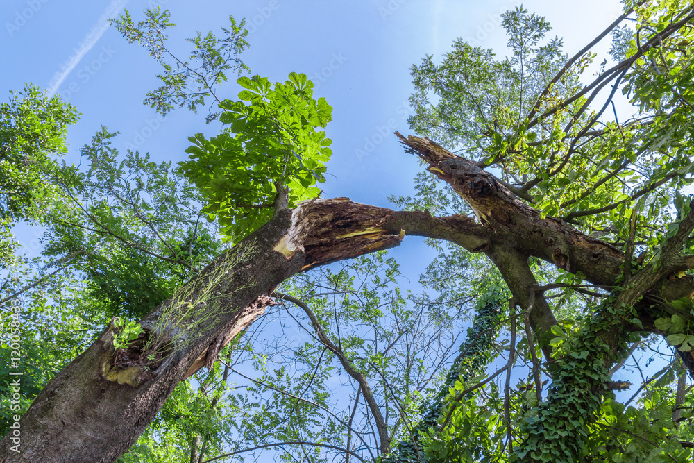 Broken tree Broken tree